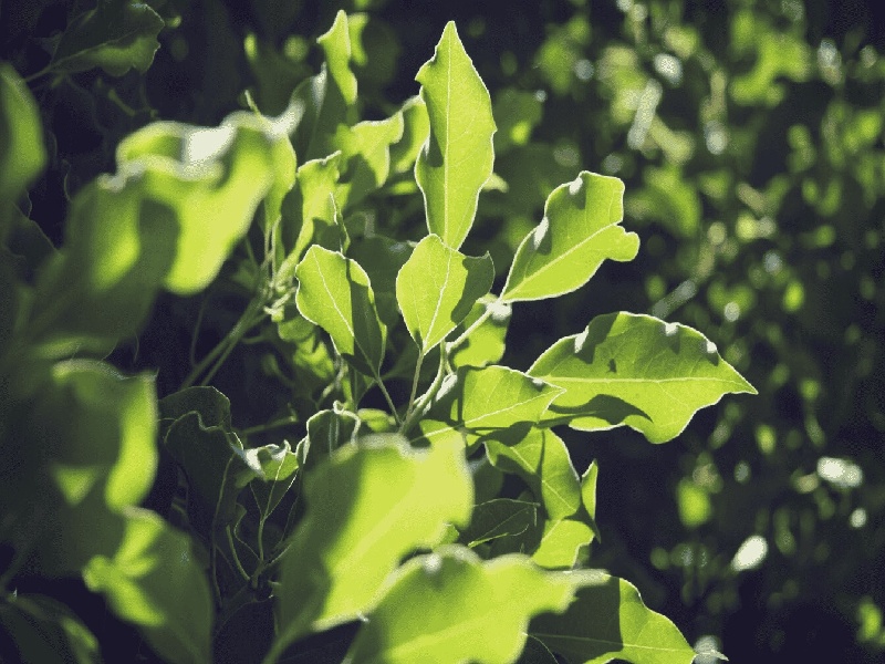 振荡试管的目的做试管期间装修试管婴儿在泰国的费用
